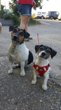 Unsere Security: Jacky & Cola