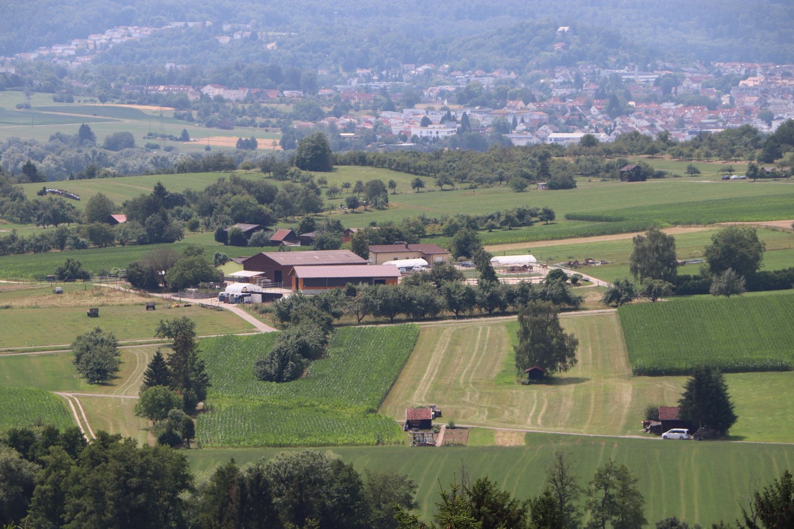 Pferde auf der Koppel - Pferdehof Rube