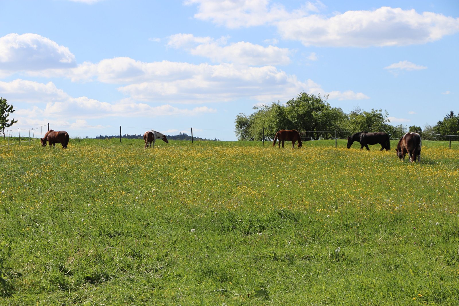 Weitläufige Koppeln