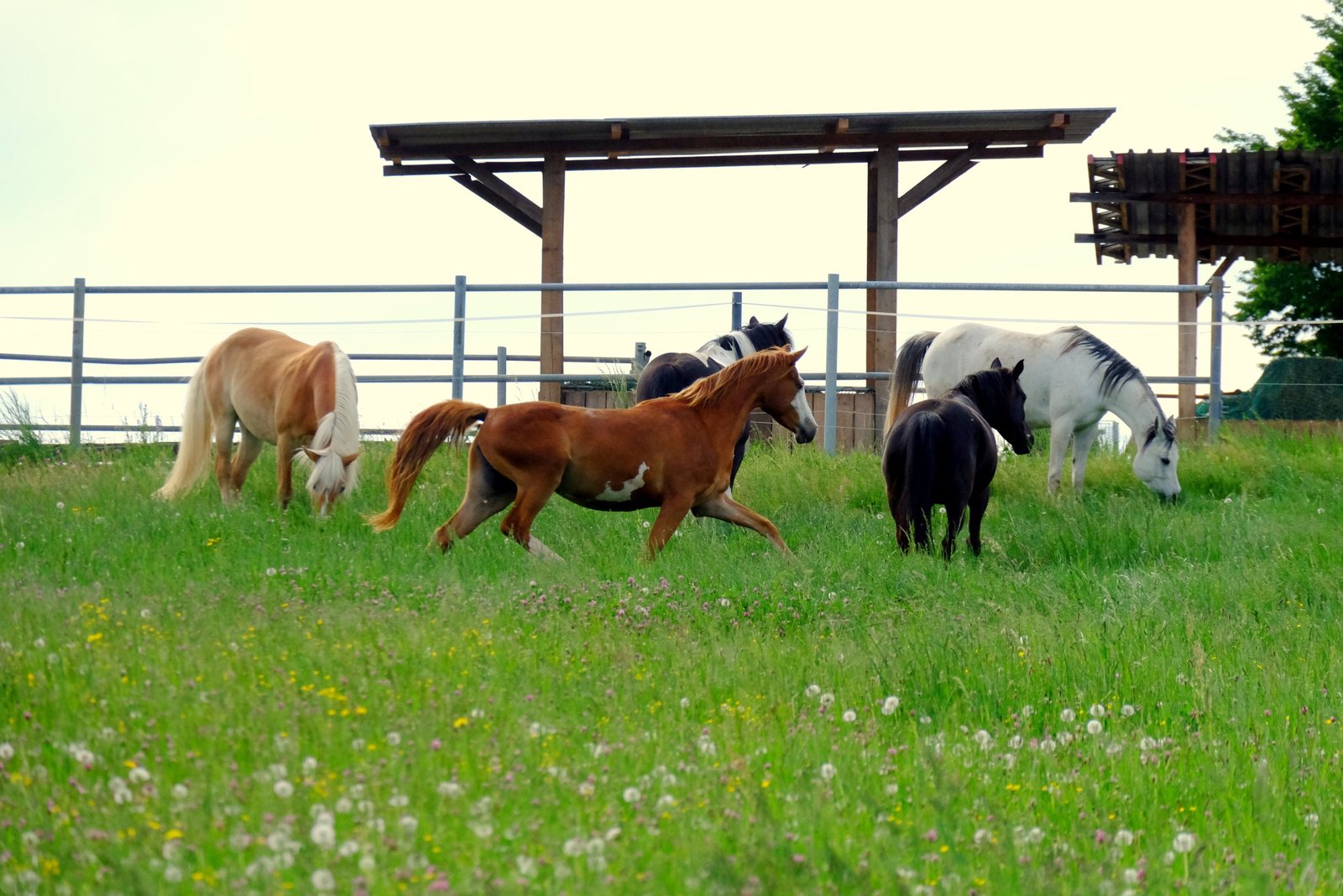 Pferde auf der Weide