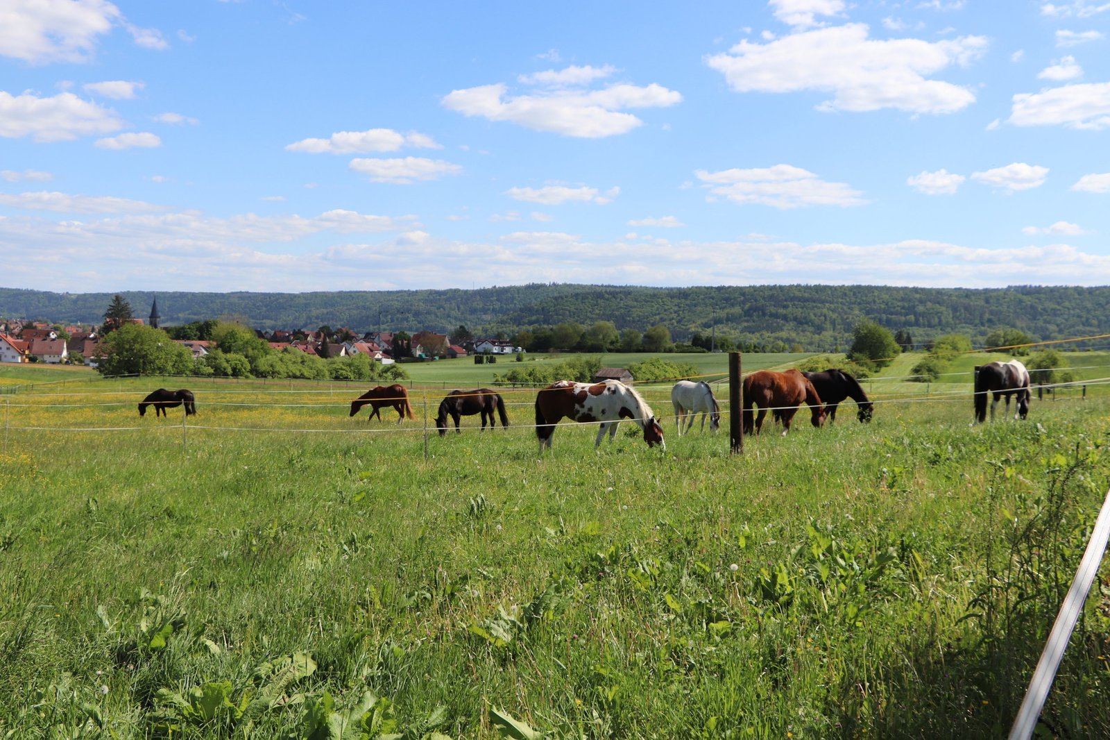Wiesenglück Wallachweide